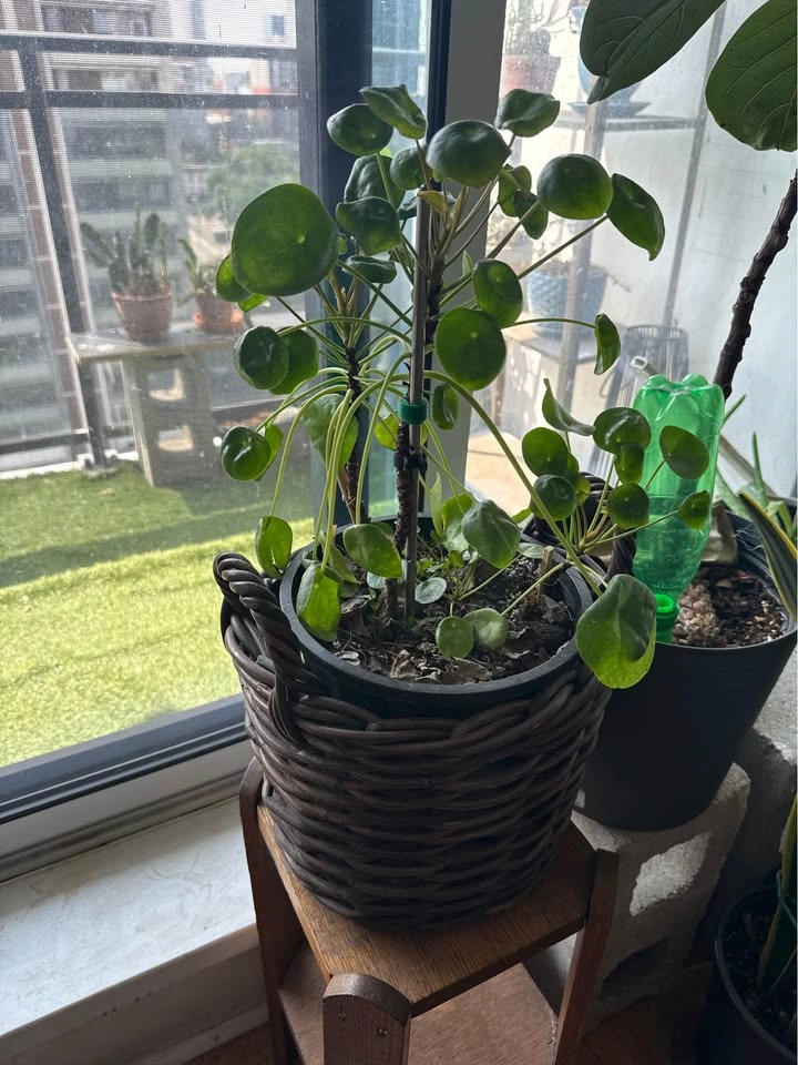 House plants on Sale - photo 4