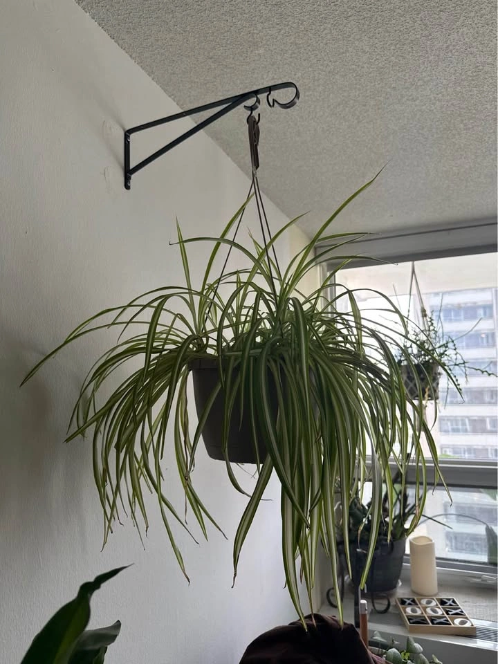 House plants on Sale - photo 5
