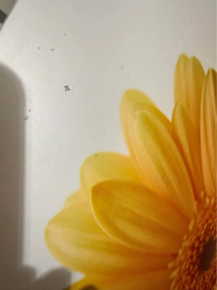 Set of 2 Floral Wooden Wall Art / Decor Panels - photo 4