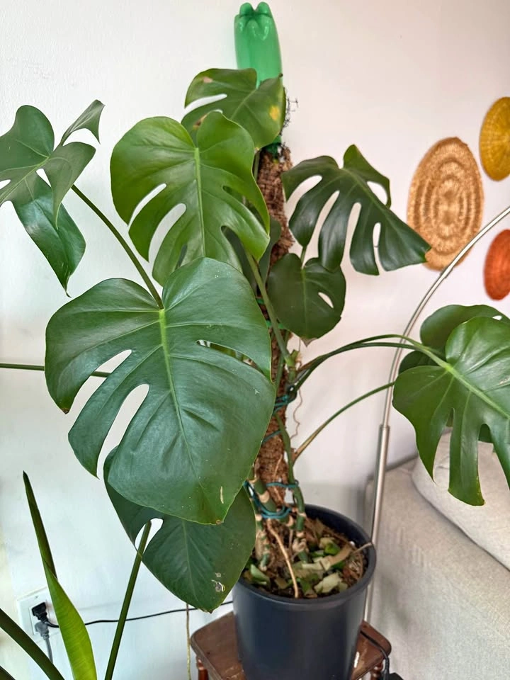 Plant for sale