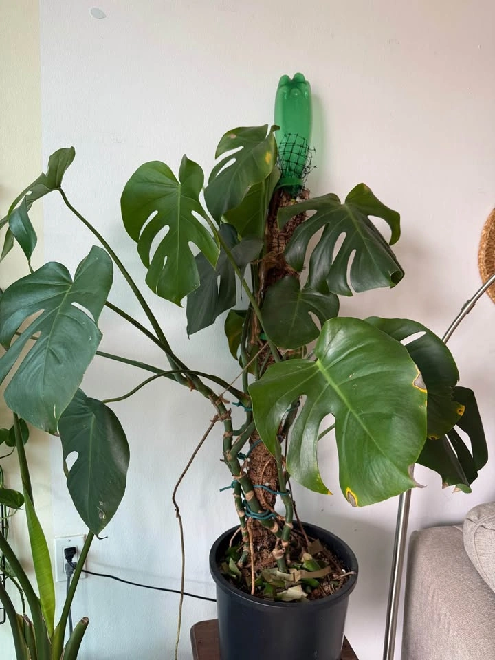 Plant for sale - photo 2