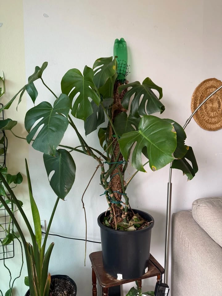 Plant for sale - photo 3