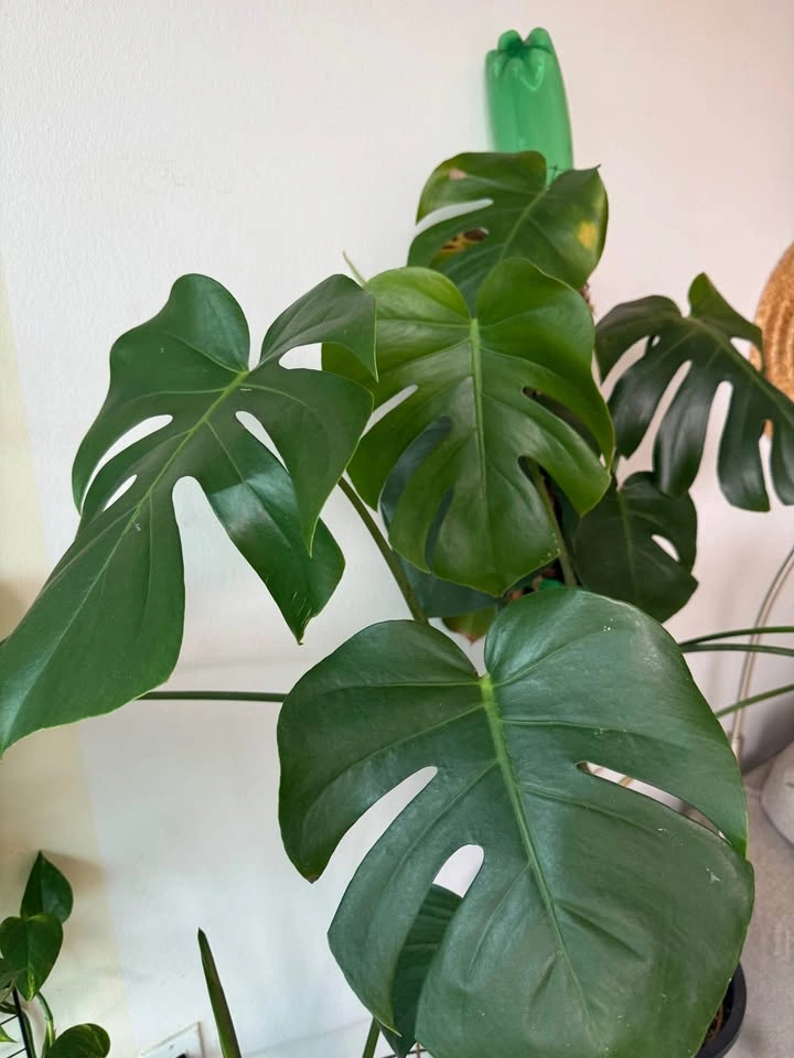Plant for sale - photo 4