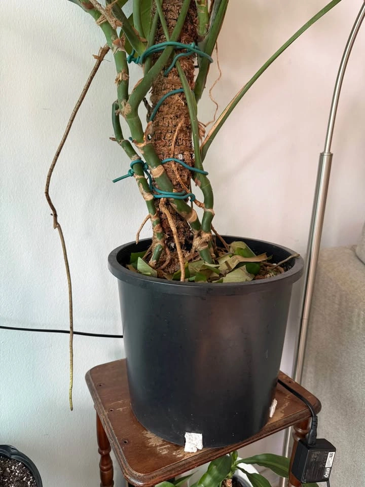 Plant for sale - photo 5