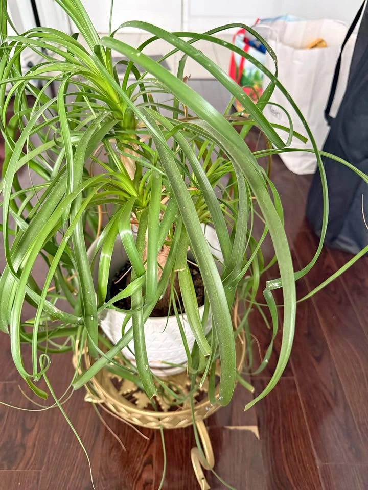 Ponytail Palm with White Ceramic Pot and Gold Stand