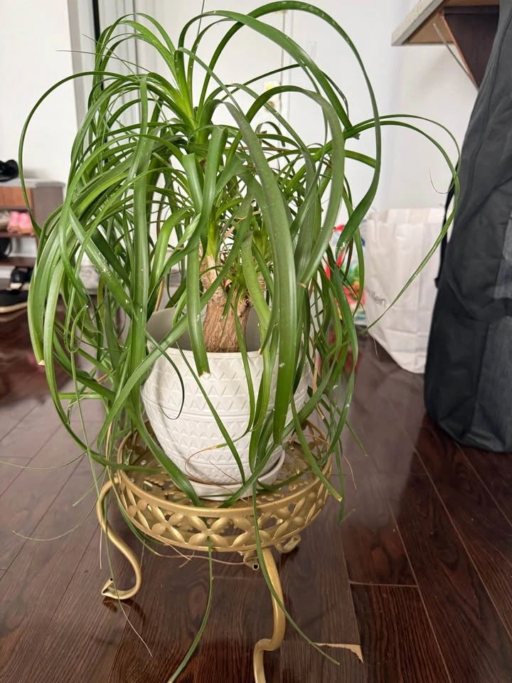 Ponytail Palm with White Ceramic Pot and Gold Stand - photo 2