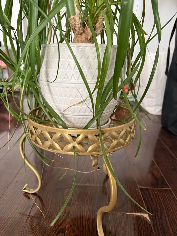 Ponytail Palm with White Ceramic Pot and Gold Stand - photo 3