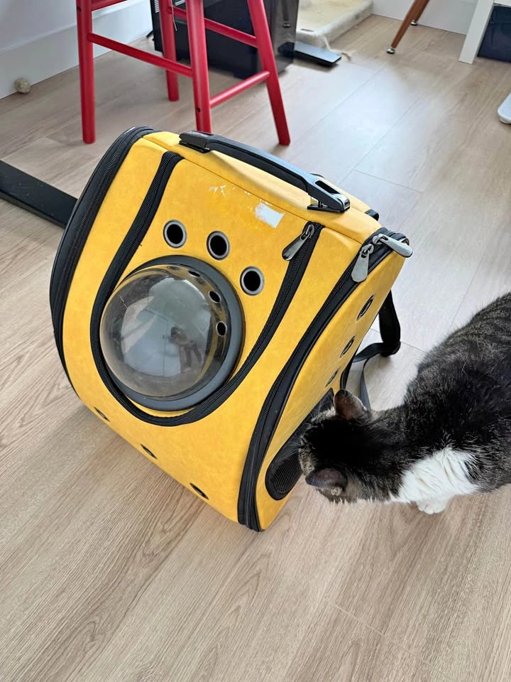 Cat back pack. Carrier bag