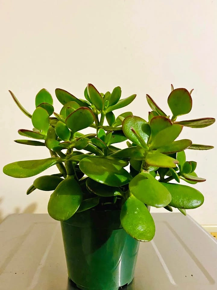 Jade plant, in bushy form, 6.5” pot
