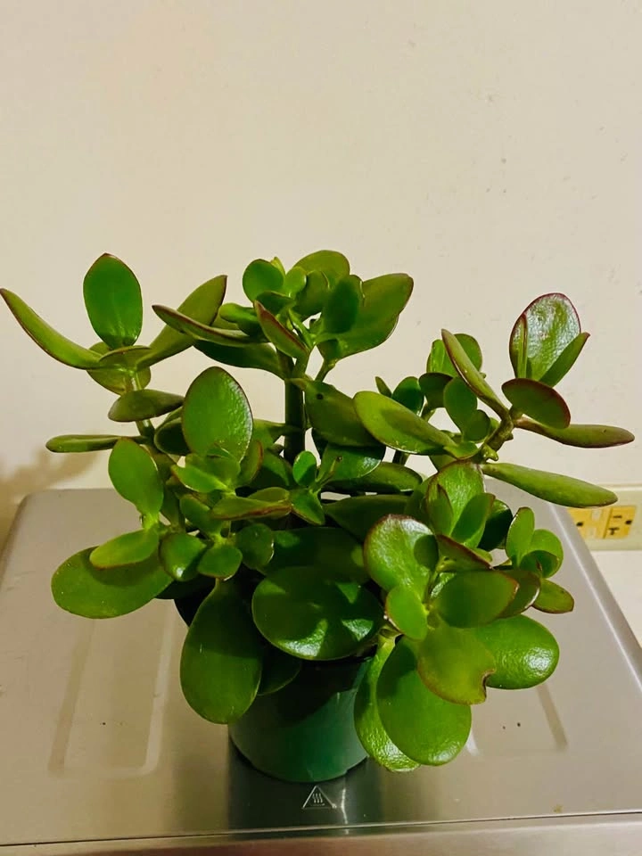 Jade plant, in bushy form, 6.5” pot - photo 2