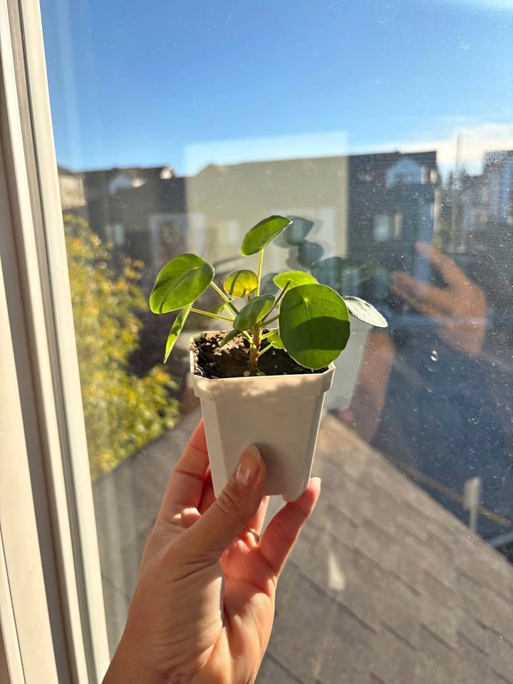 Chinese Money Plant (Pilea Peperomioides)