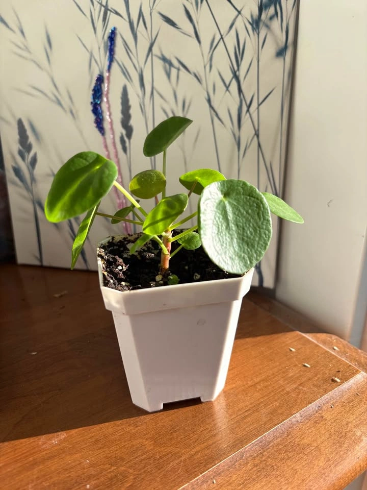 Chinese Money Plant (Pilea Peperomioides) - photo 2