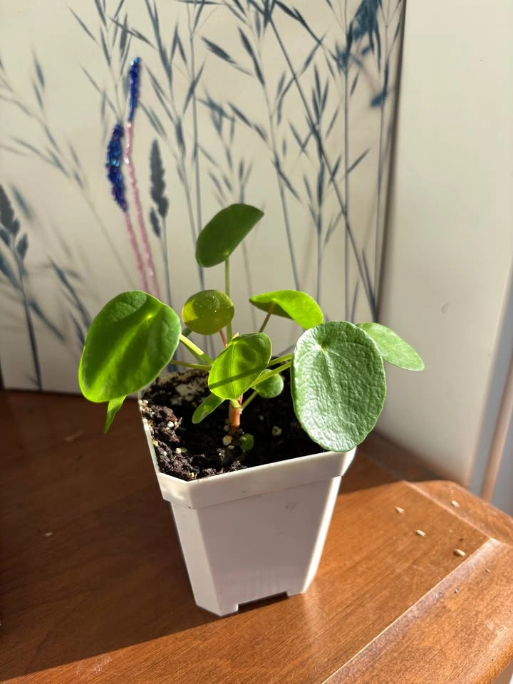 Chinese Money Plant (Pilea Peperomioides) - photo 3