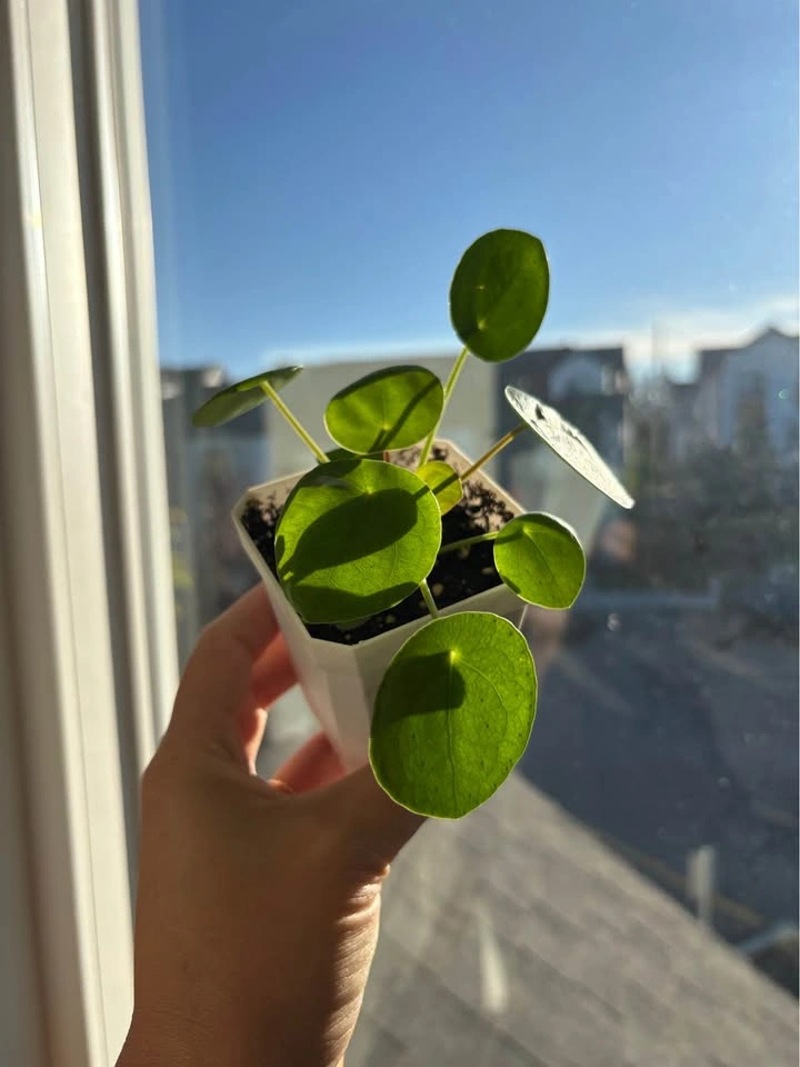 Chinese Money Plant (Pilea Peperomioides) - photo 4