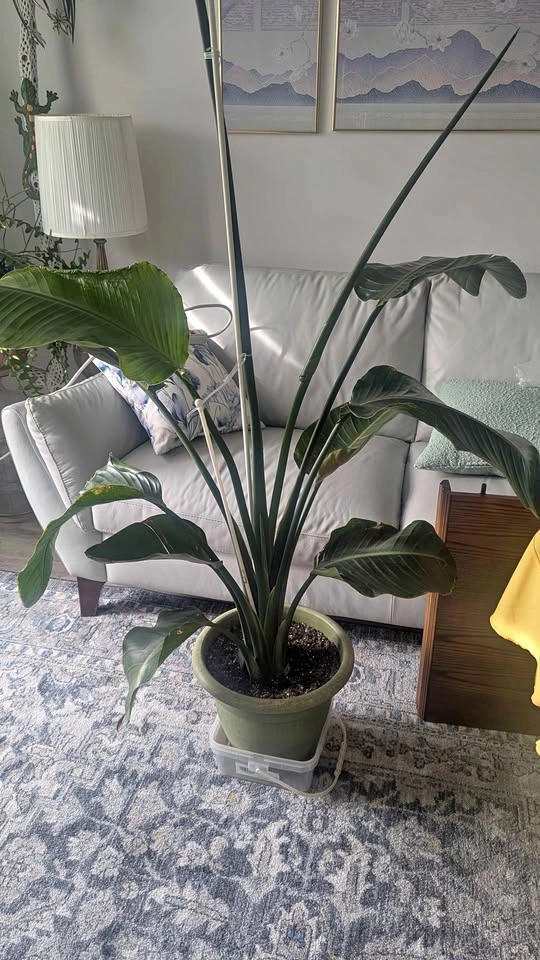 6ft tall White Bird of Paradise