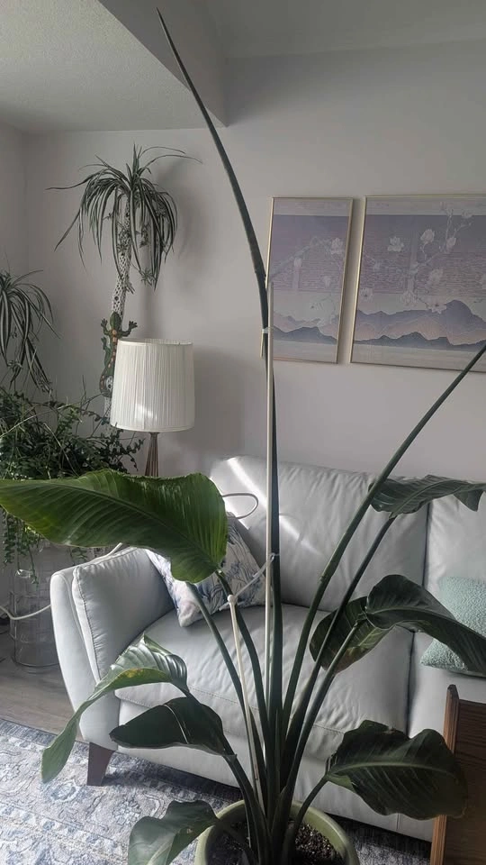 6ft tall White Bird of Paradise - photo 2