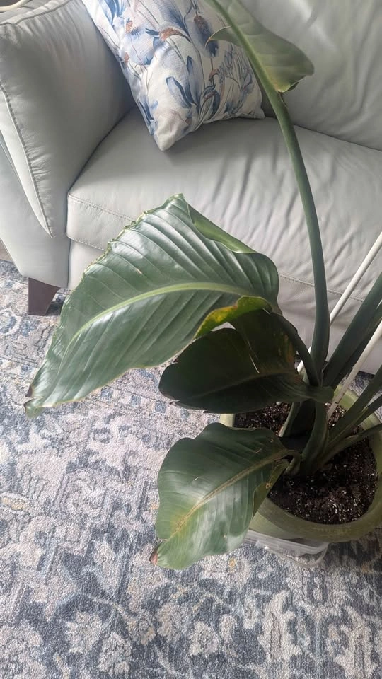 6ft tall White Bird of Paradise - photo 3