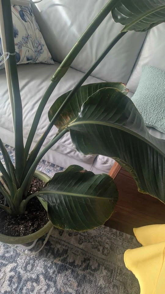 6ft tall White Bird of Paradise - photo 4