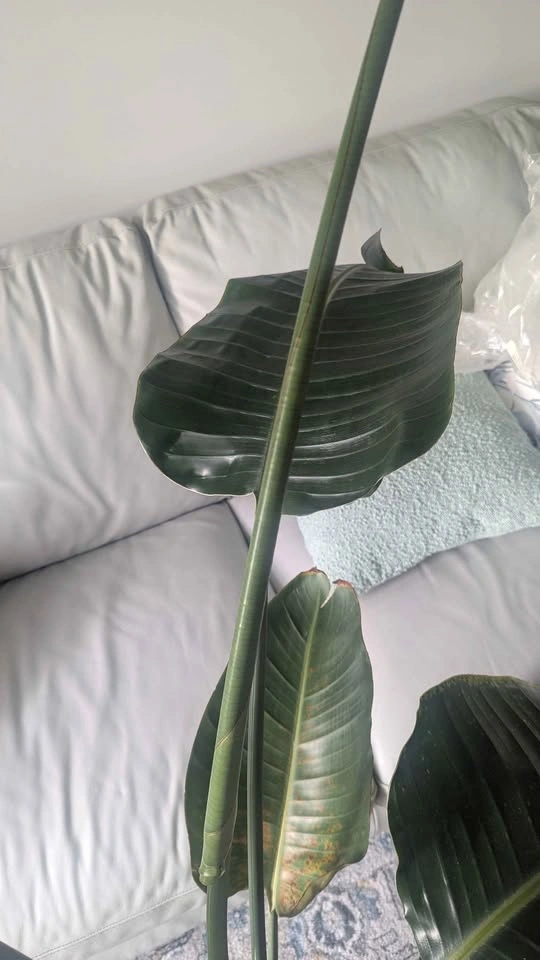 6ft tall White Bird of Paradise - photo 5