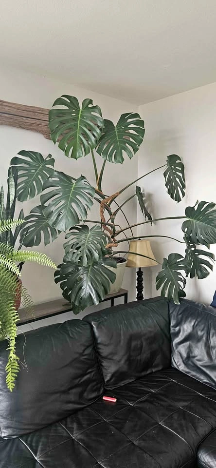 Monstera