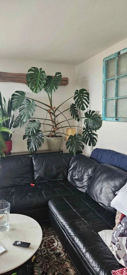 Monstera - photo 2