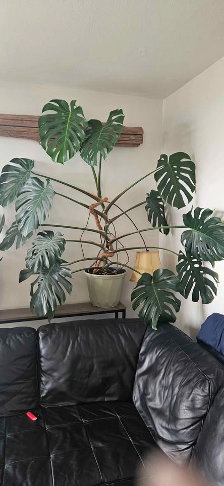 Monstera - photo 3