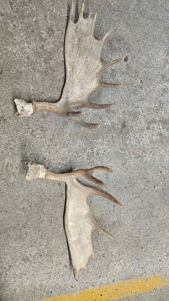Antler Set