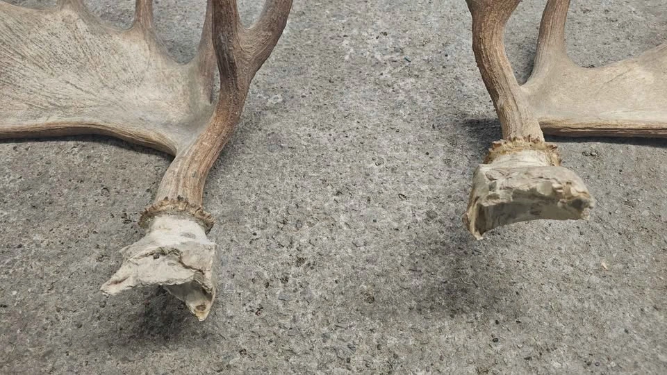Antler Set - photo 2