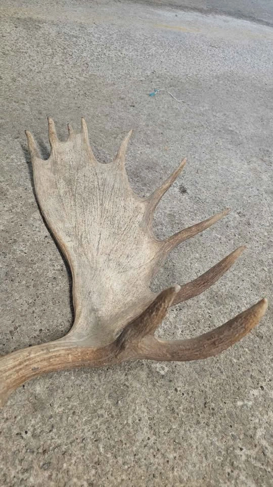 Antler Set - photo 3