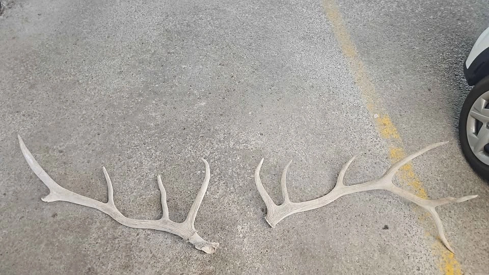 Antler Set - photo 4