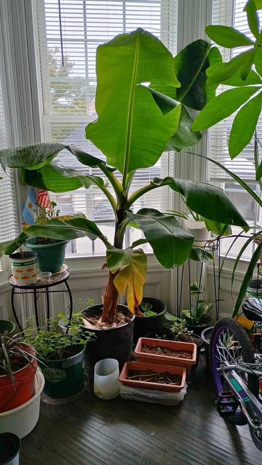 Large Banana Plant