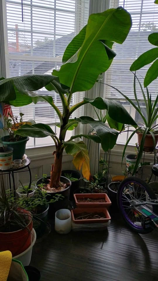 Large Banana Plant - photo 2