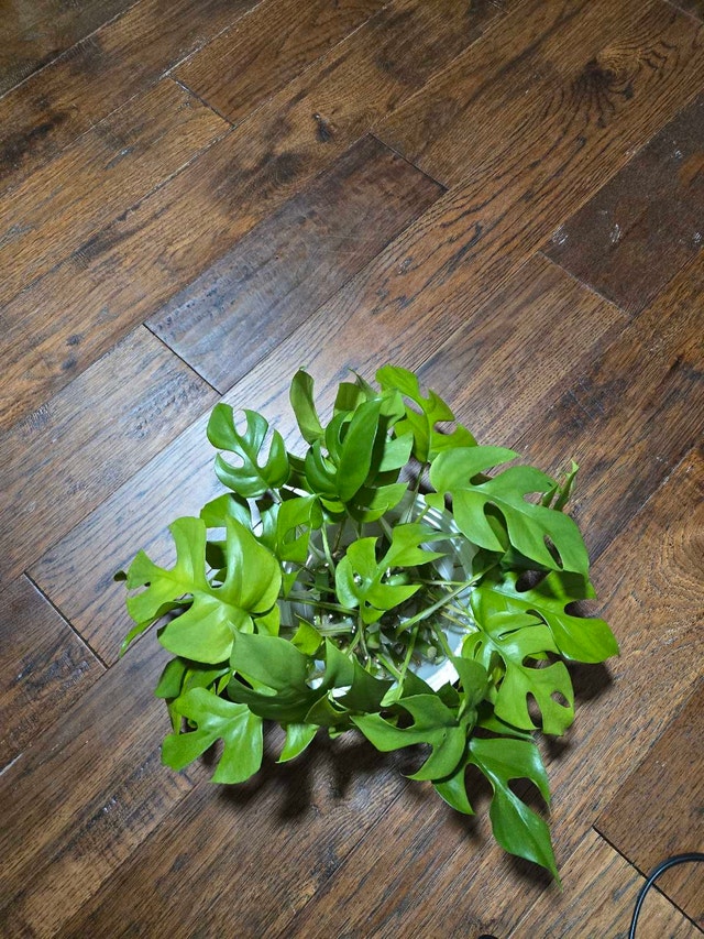 mini monstera cutting