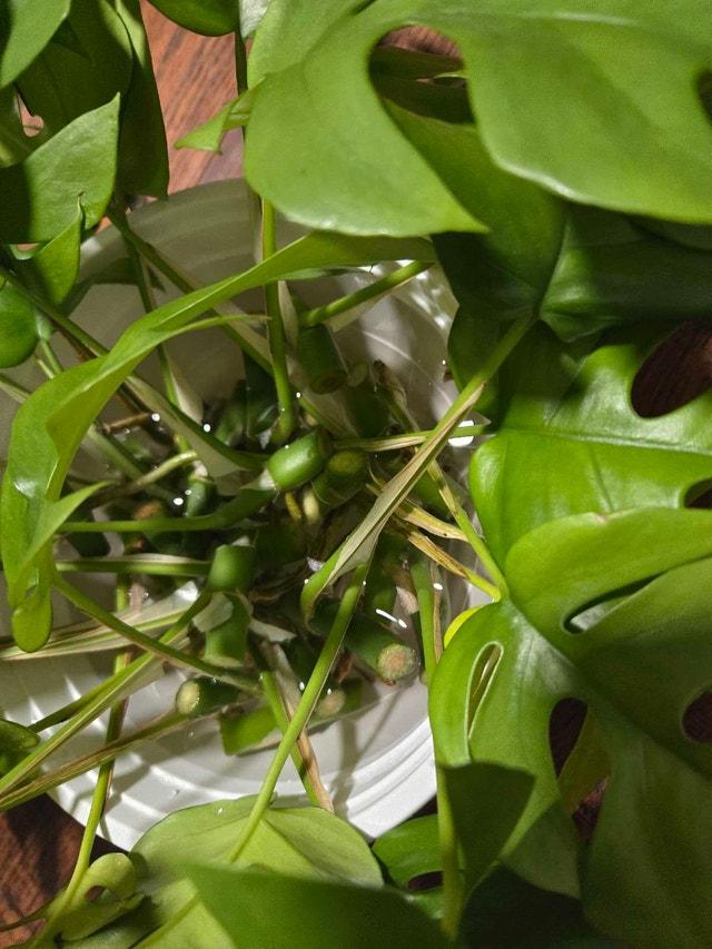 mini monstera cutting - photo 2