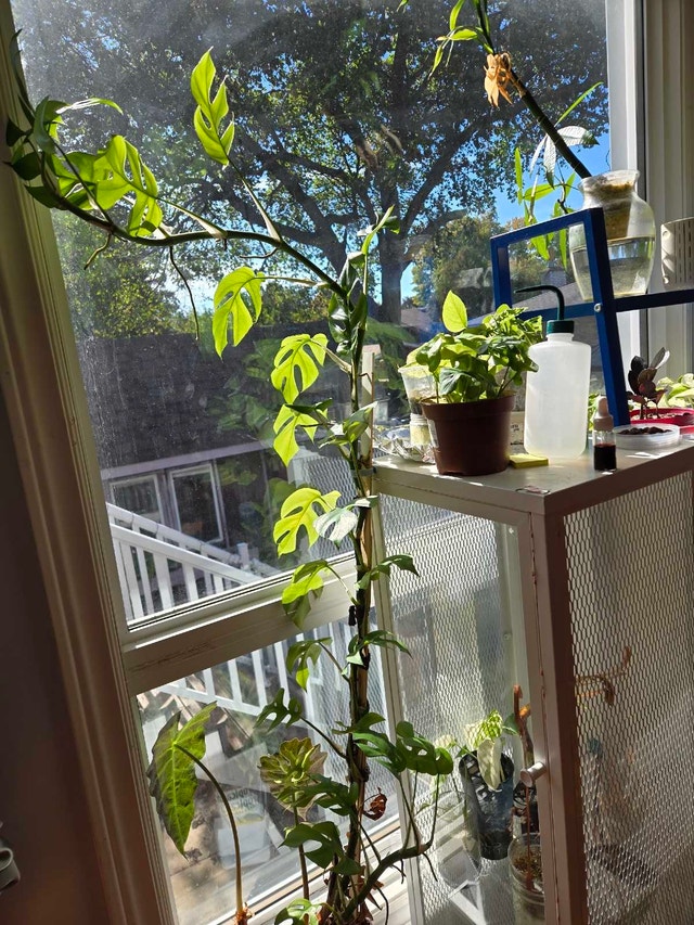mini monstera cutting - photo 4