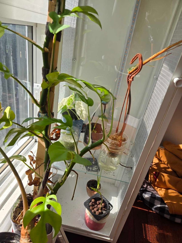 mini monstera cutting - photo 5