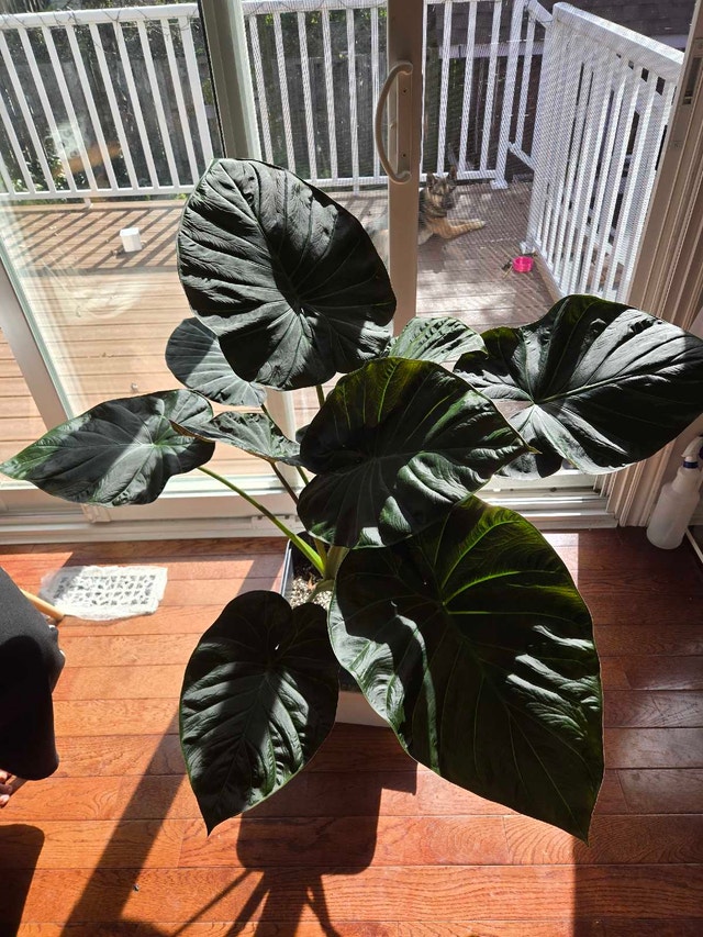 Alocasia Regal Shield