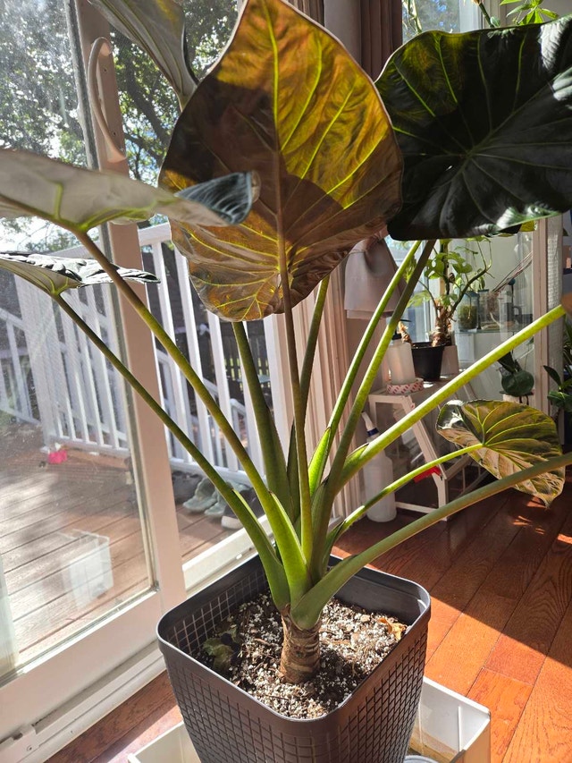 Alocasia Regal Shield - photo 2