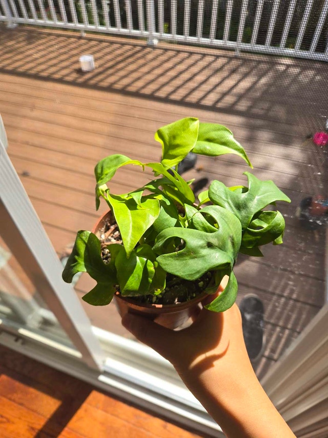 mini monstera