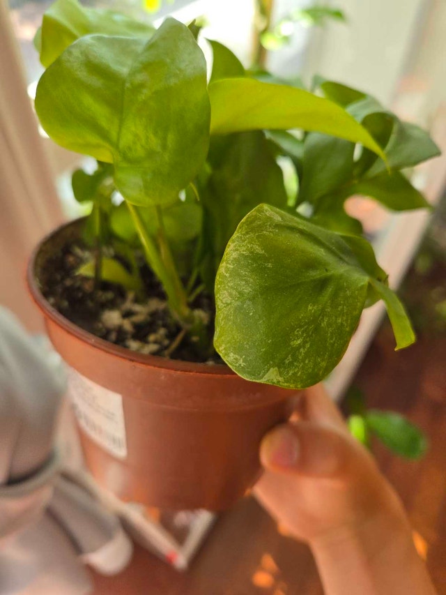 mini monstera - photo 3