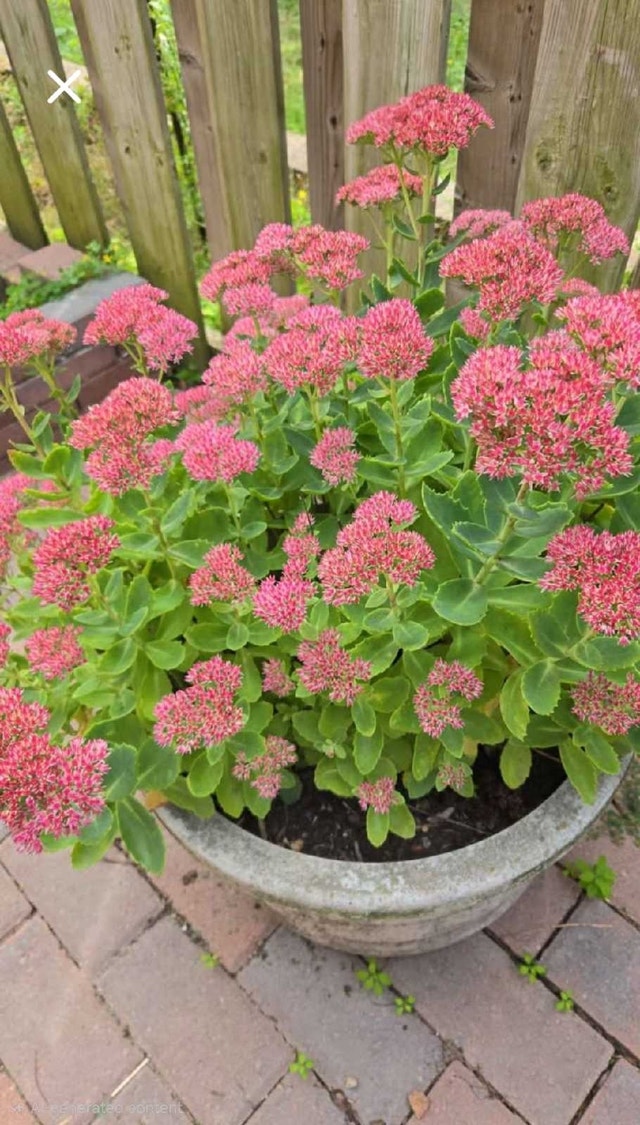 sedum plant