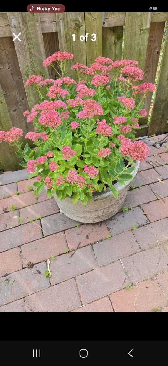 sedum plant - photo 2
