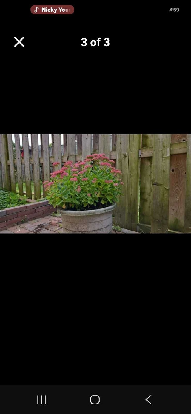 sedum plant - photo 3
