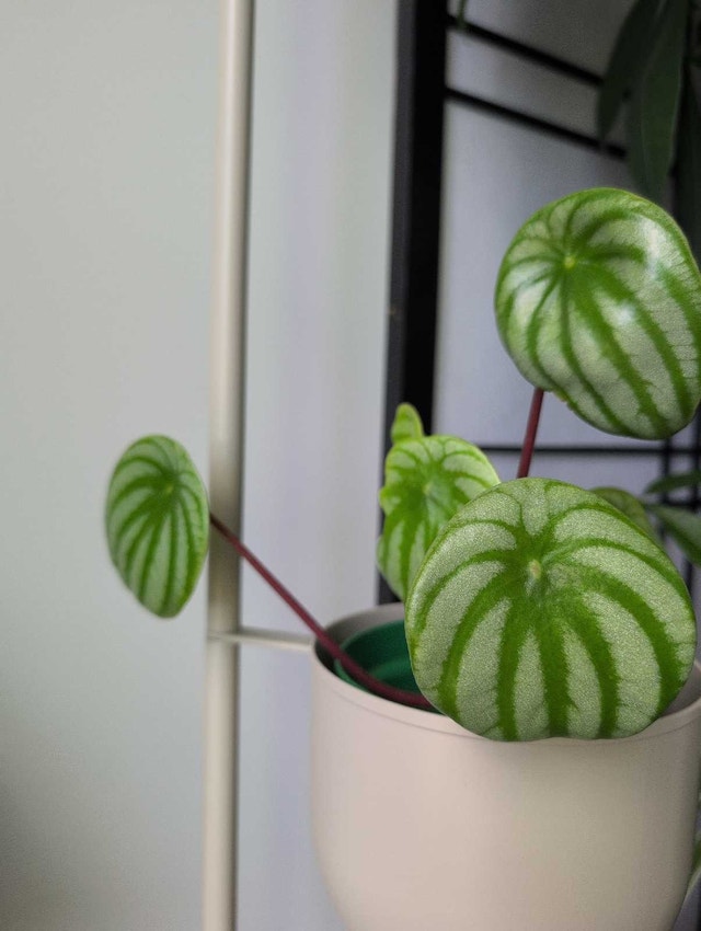 Watermelon peperomia plants