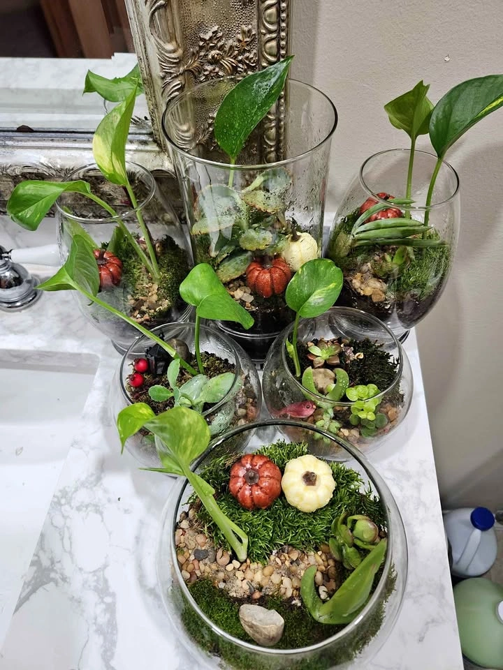 🪴Live Planted Terrariums (Various Sizes)