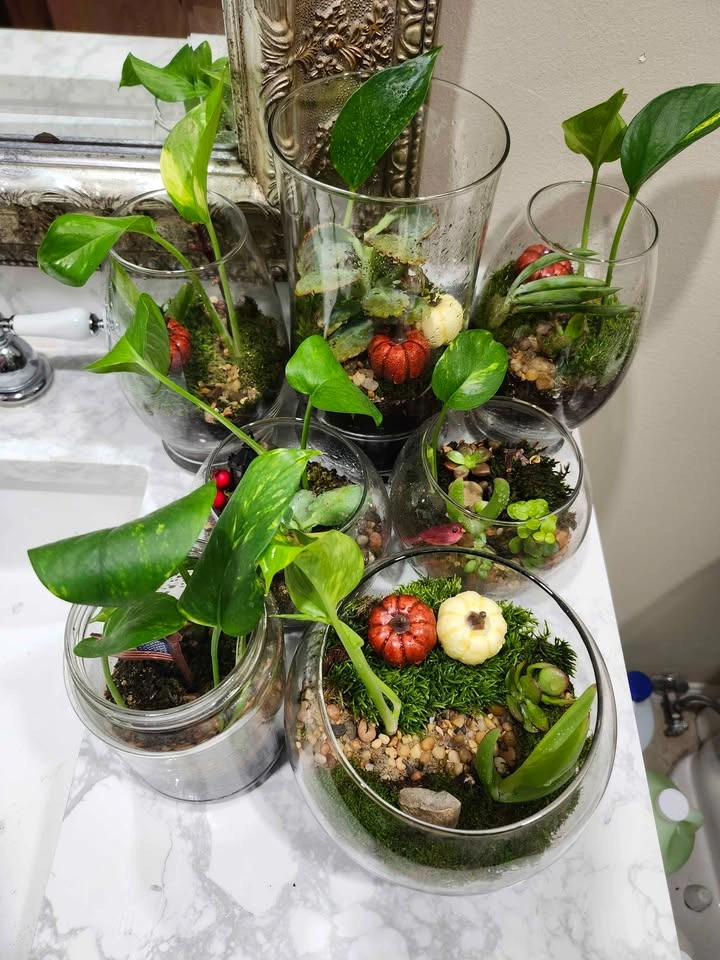 🪴Live Planted Terrariums (Various Sizes) - photo 2