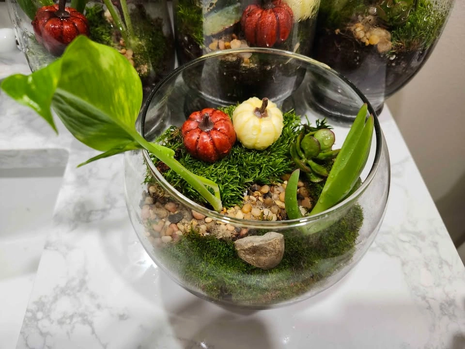 🪴Live Planted Terrariums (Various Sizes) - photo 3
