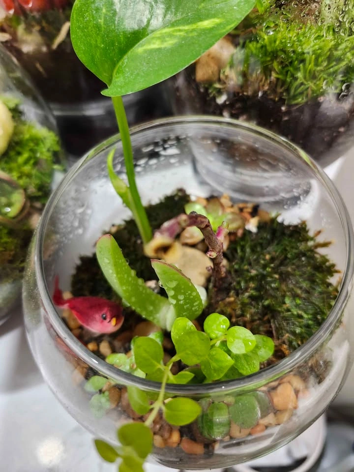 🪴Live Planted Terrariums (Various Sizes) - photo 4