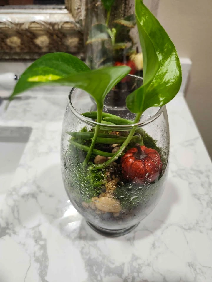 🪴Live Planted Terrariums (Various Sizes) - photo 5