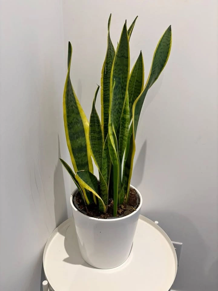 Large snake plant